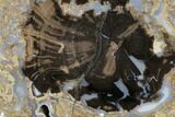 Petrified Wood (Schinoxylon) Slab - Blue Forest, Wyoming #141287-1